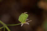 Southern meadow-rue